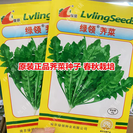 绿领荠菜野菜种子四季南方蔬菜种孑春季播种菜籽种芨芨菜种籽农家