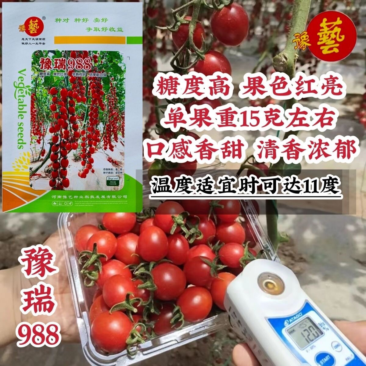 番茄种子圣女果樱桃番茄基地专用
