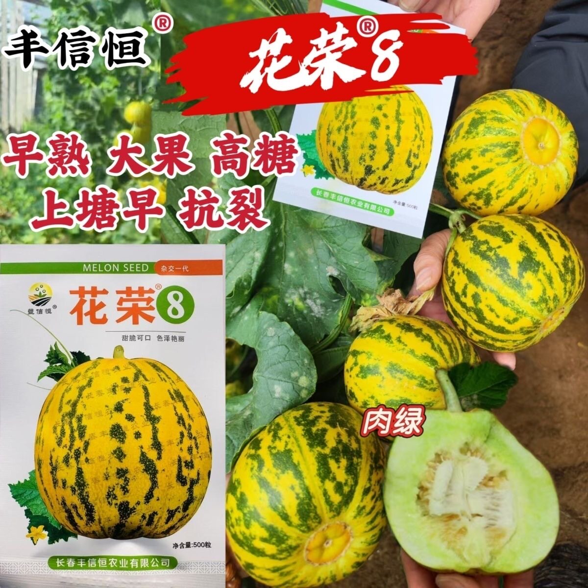 花荣8甜瓜种子特甜花皮绿肉型高糖杂交八里香甜瓜种籽大果硬度高