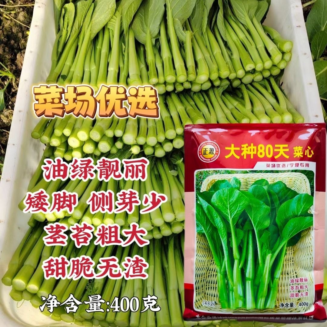 正源大种80天菜心种子油绿甜脆茎苔粗大翠宝70天矮脚尖叶菜心种籽