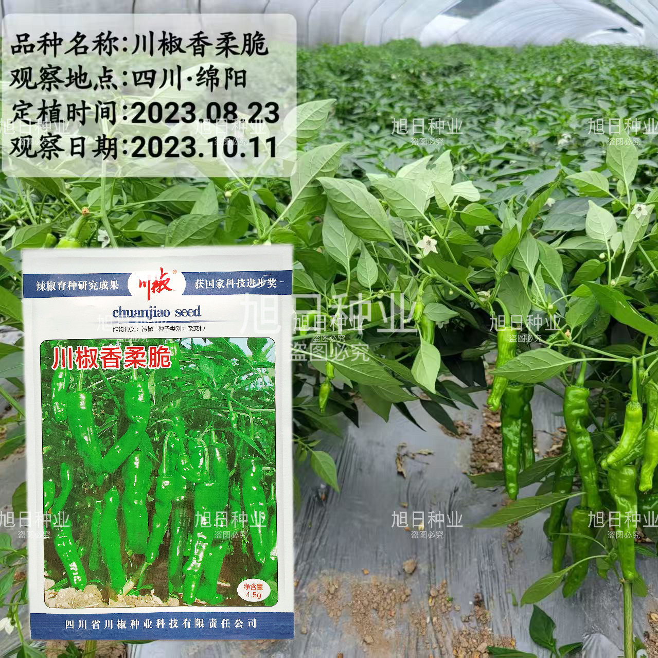 川椒香柔脆辣椒种子杂交皱皮椒种籽孑早熟高产抗病春秋蔬菜种籽孑