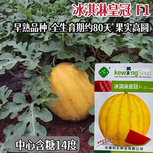 冰淇淋皇冠西瓜种籽孑黄皮红瓤超甜可吊蔓爬地大棚春播西瓜种子苗