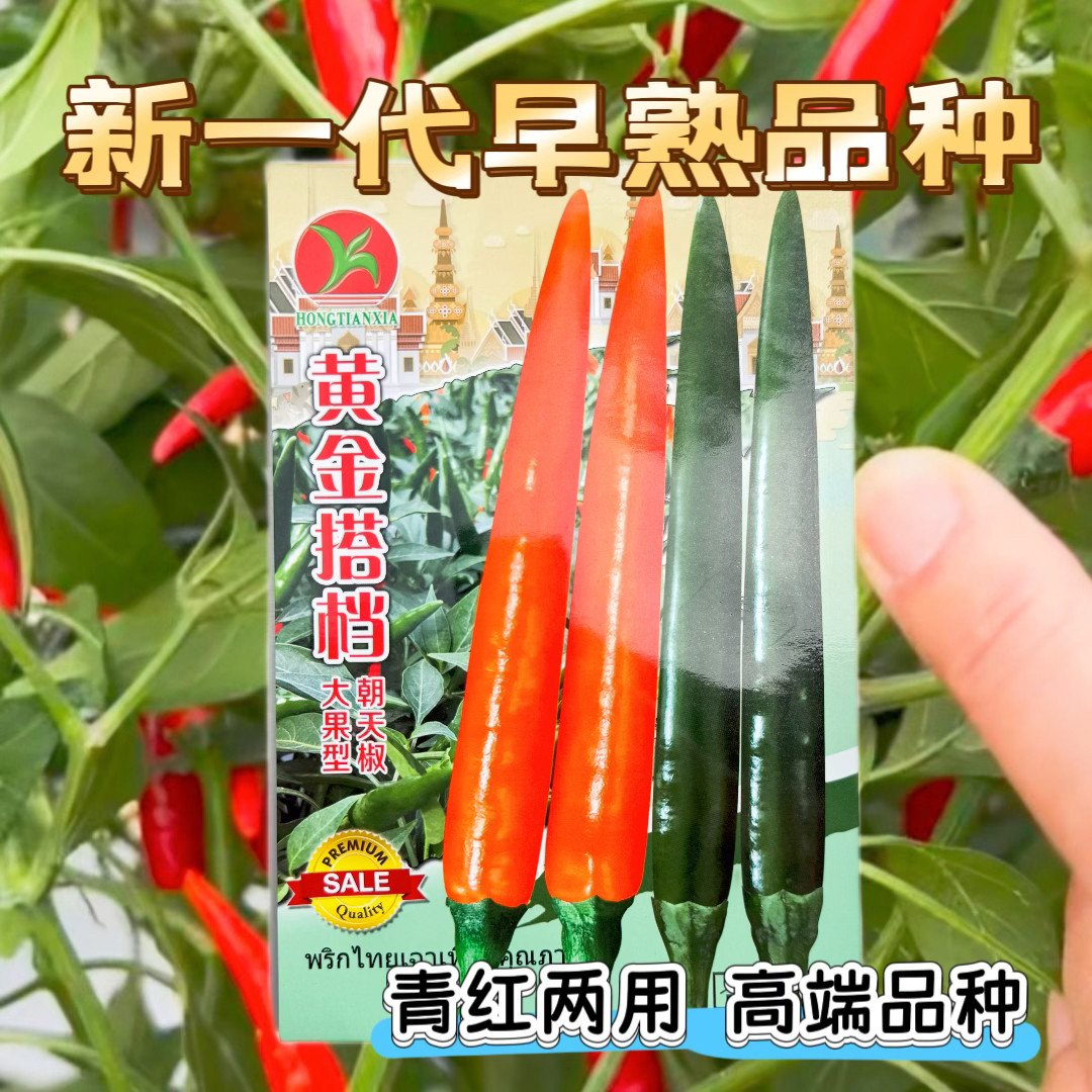 黄金搭档大果型朝天椒种子青红两用硬度好油亮型早熟大号朝天辣椒