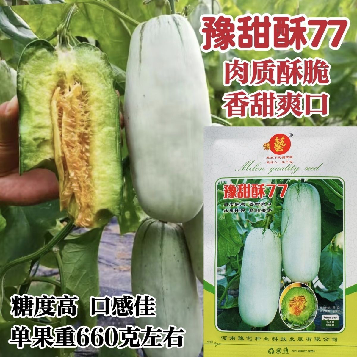 豫艺精品甜瓜种子豫甜酥77甜瓜种子薄皮酥脆香甜糖度高短棒羊角酥