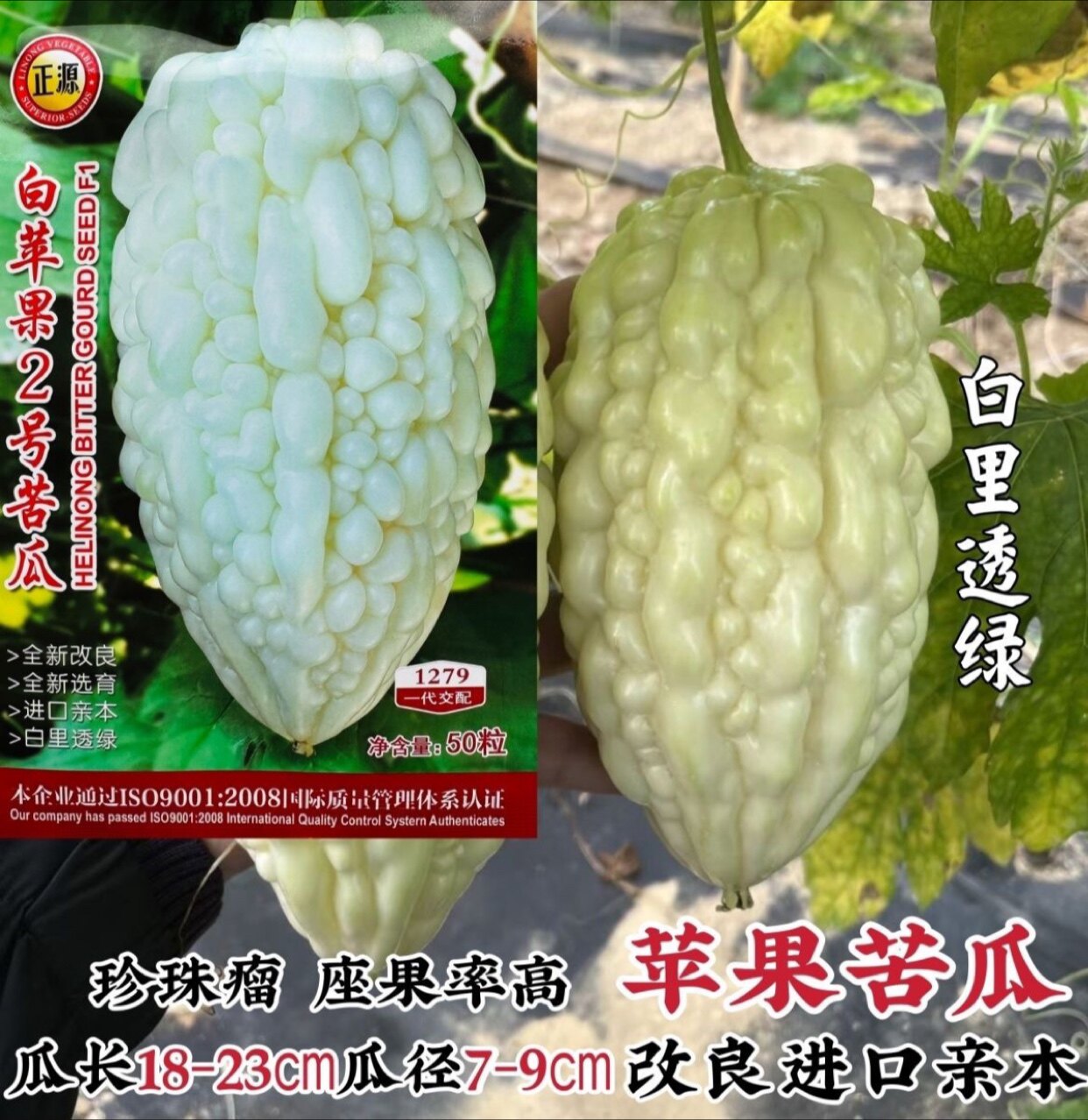 白苹果2号水果苦瓜种子