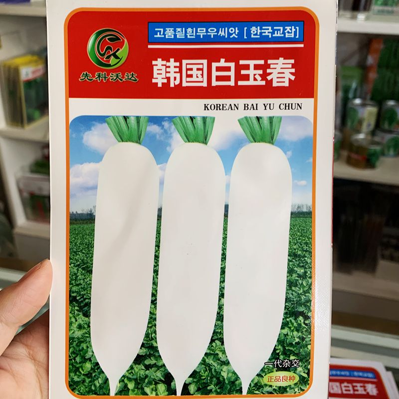 韩国白玉春白萝卜种子春秋栽培