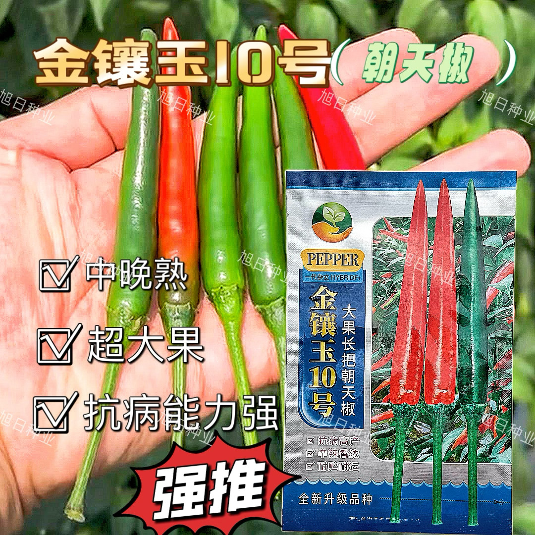 金镶玉10号大果朝天椒杂交一代中晚熟大果型硬度高把子长辣椒种子