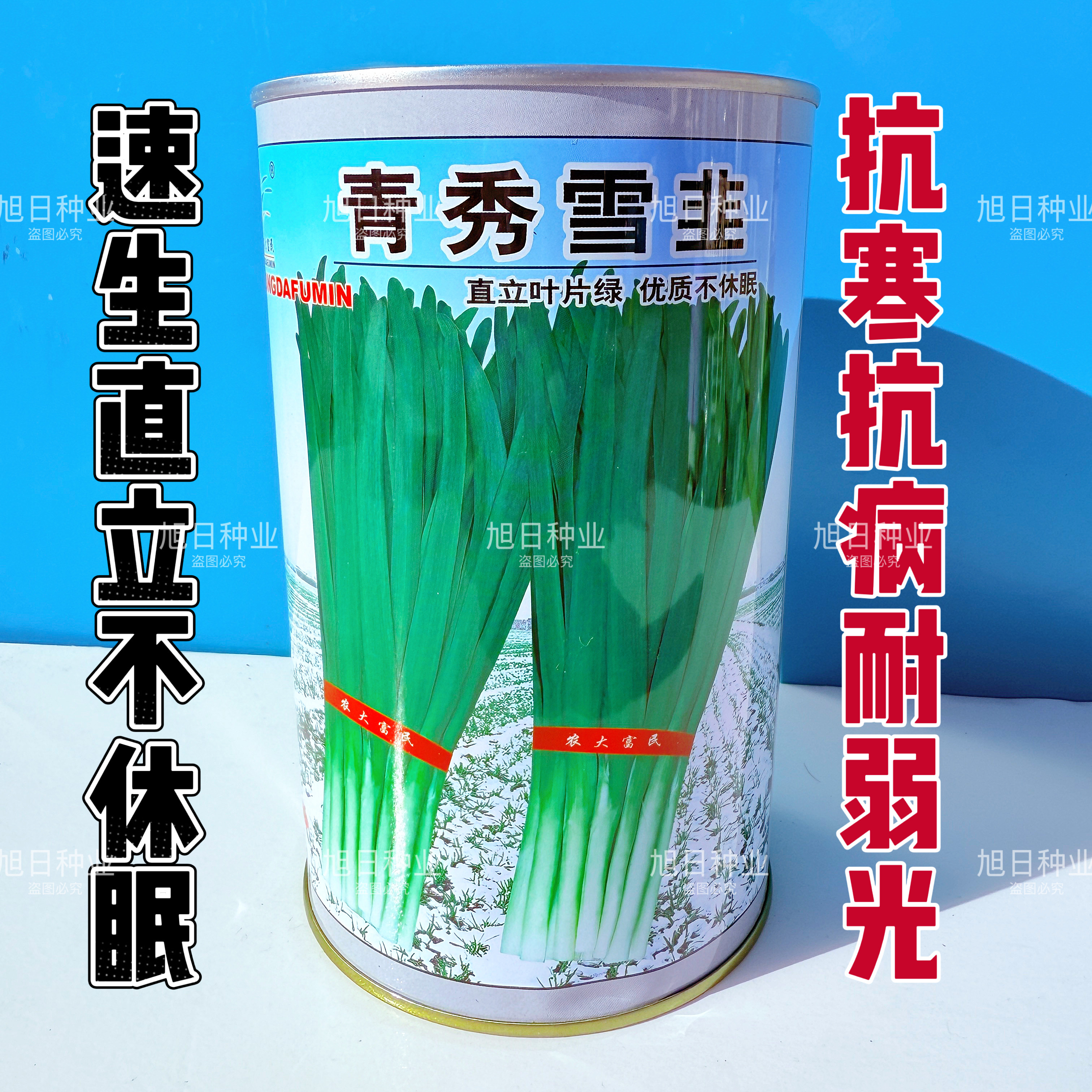 青秀雪韭种子直立不休眠耐寒抗病高产抗病强韭菜种籽南北方蔬菜种