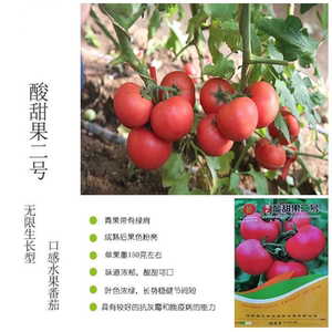 酸甜果二号水果番茄种子 河南豫艺口感型高产草莓水果西红柿种子