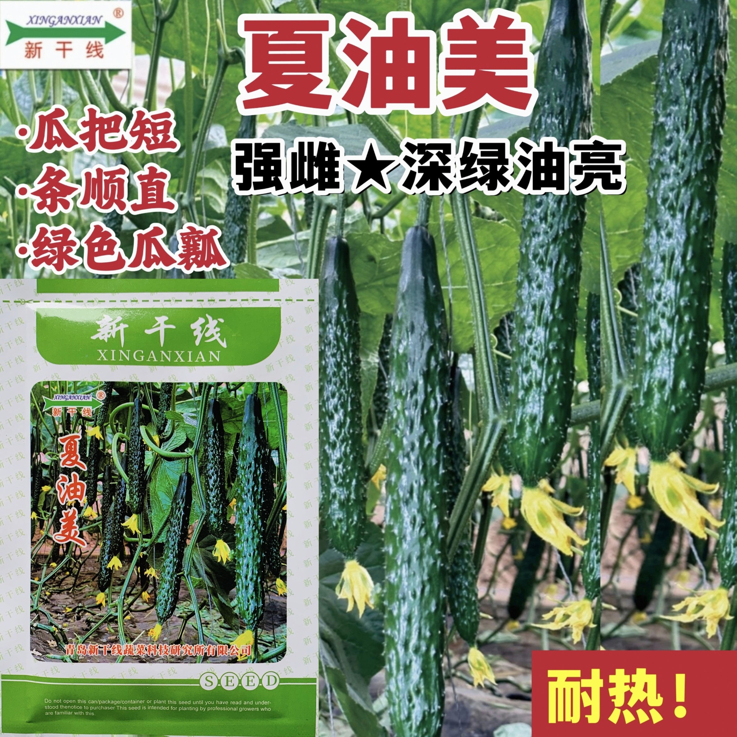 新干线夏油美黄瓜种子 强磁密刺黄瓜种籽把短 瓜色绿油亮抗病高产图片