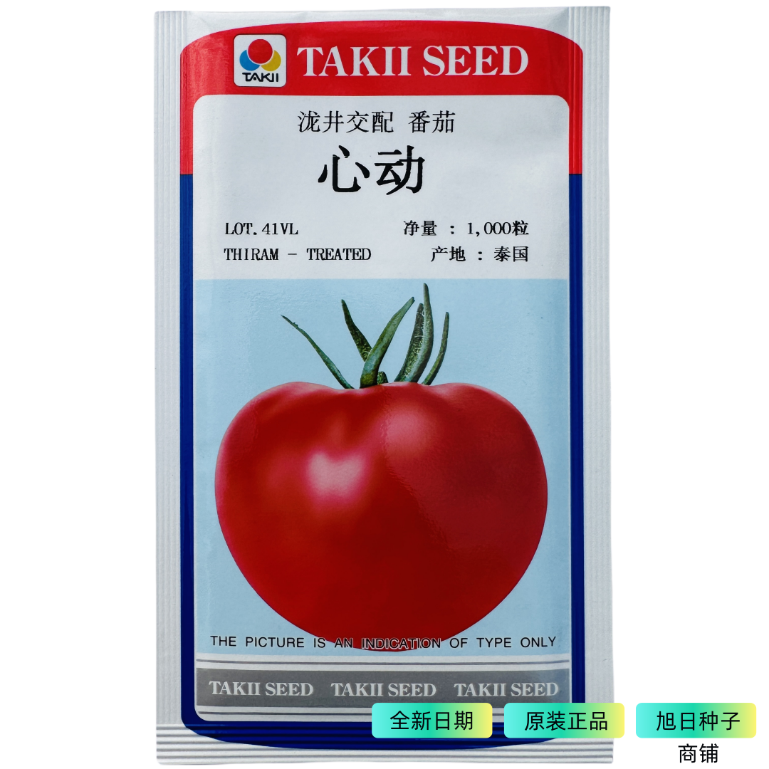 泷井水果番茄种子粉果番茄种子