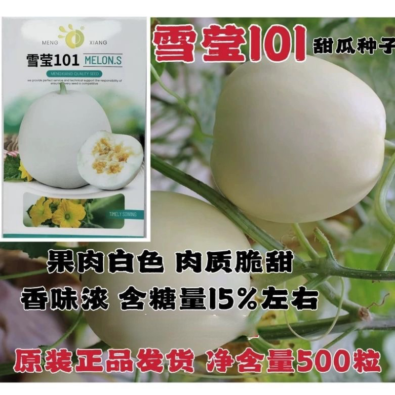 雪莹101甜瓜种子 矮梨形肉质脆甜香瓜甜种籽孑春秋季大棚露地水果