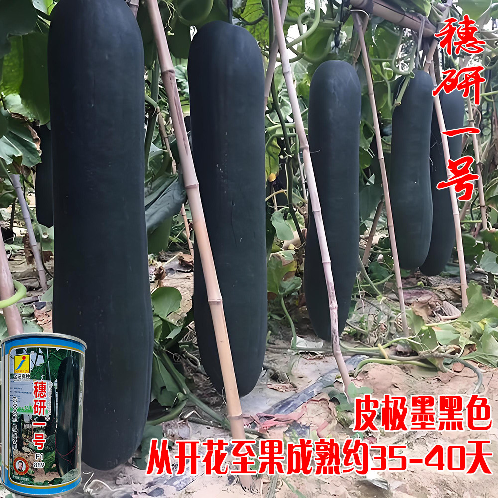 穗研一号铁心黑皮冬瓜种子杂交黑皮冬瓜高产厚肉杂交一代铁心腔小