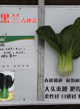 德黑兰青梗菜种子大头束腰耐热耐寒口感好青梗菜种子东田高科正品