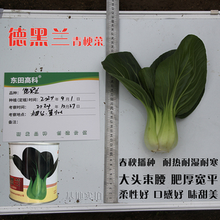 德黑兰青梗菜种子大头束腰耐热耐寒口感好青梗菜种子东田高科正品