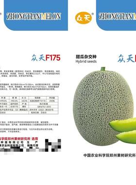 F175甜瓜杂交种子果皮深绿色网纹细密耐储耐运输精品哈密瓜种籽孑
