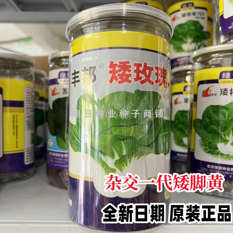 南京腿子腿矮脚黄耐寒蔬菜种子