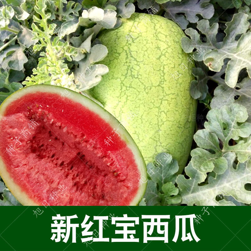 特大中早熟南方四季西瓜种孑