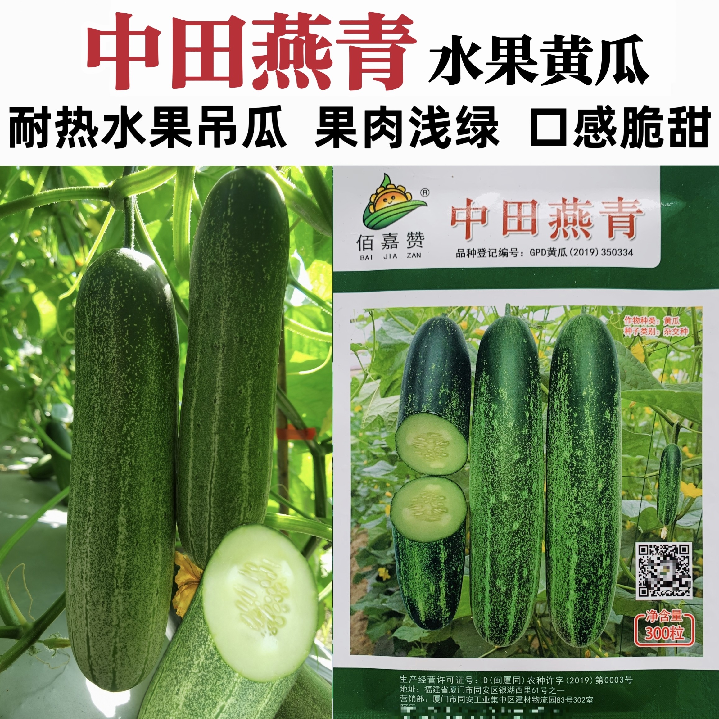 中田燕青水果黄瓜种子老品种南方吊黄瓜旱甜脆浅绿肉耐热春秋播种