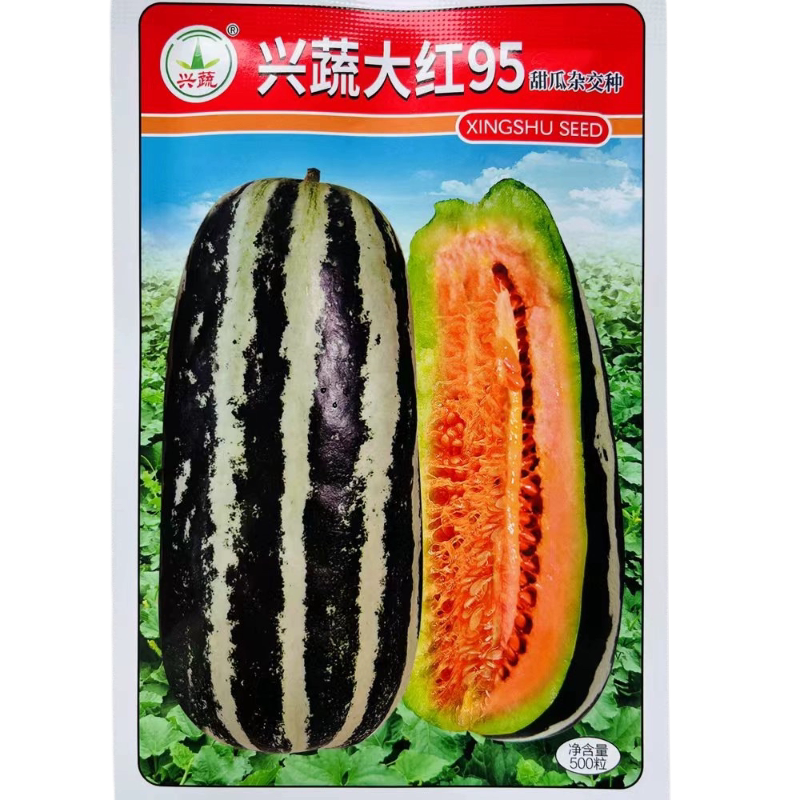 星蔬大95甜瓜种子早熟杂交花皮香瓜种籽薄皮香瓜种孑春夏水果种子
