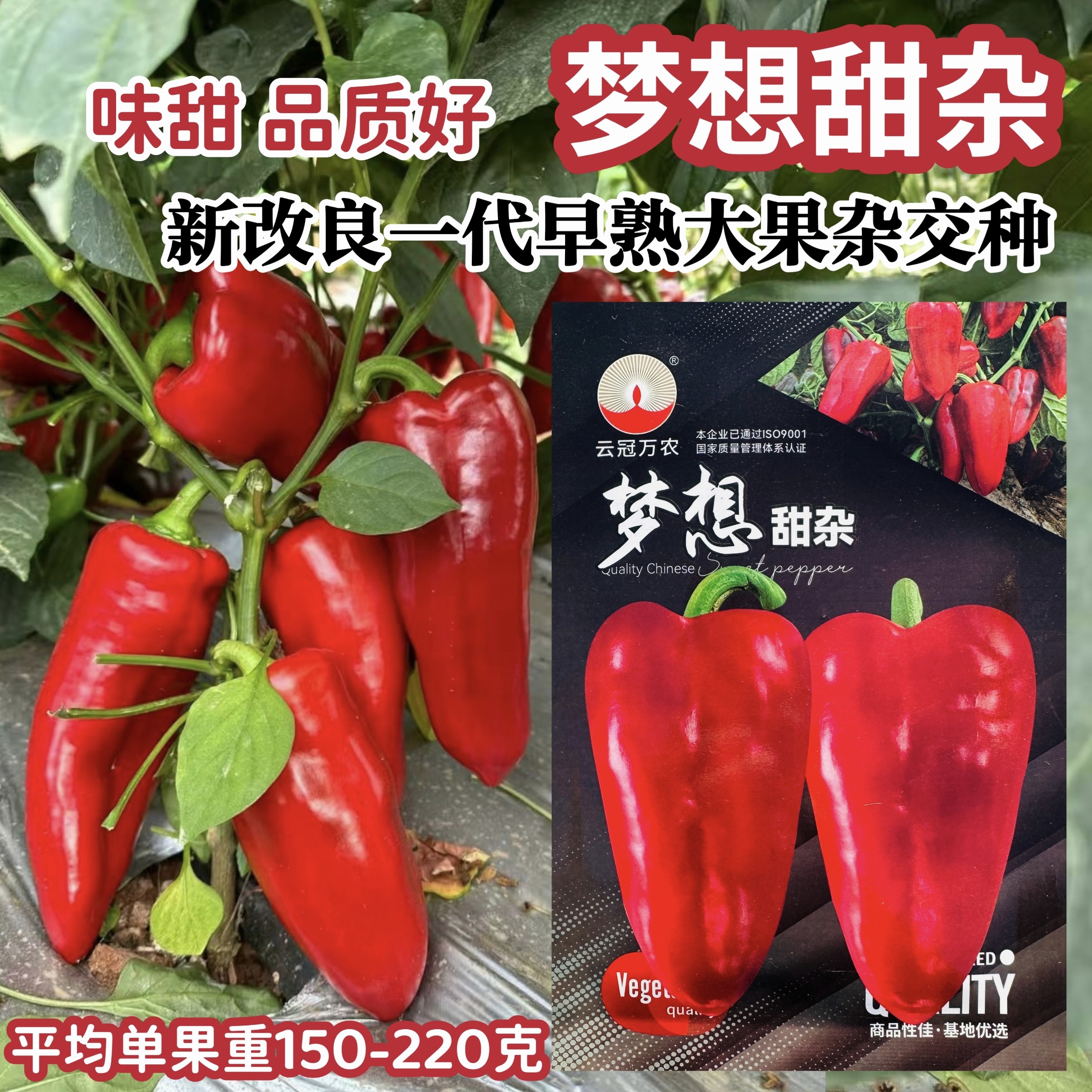 梦想甜杂辣椒种子中早熟品种果肉厚肉质细嫩辣椒种籽孑基地专用