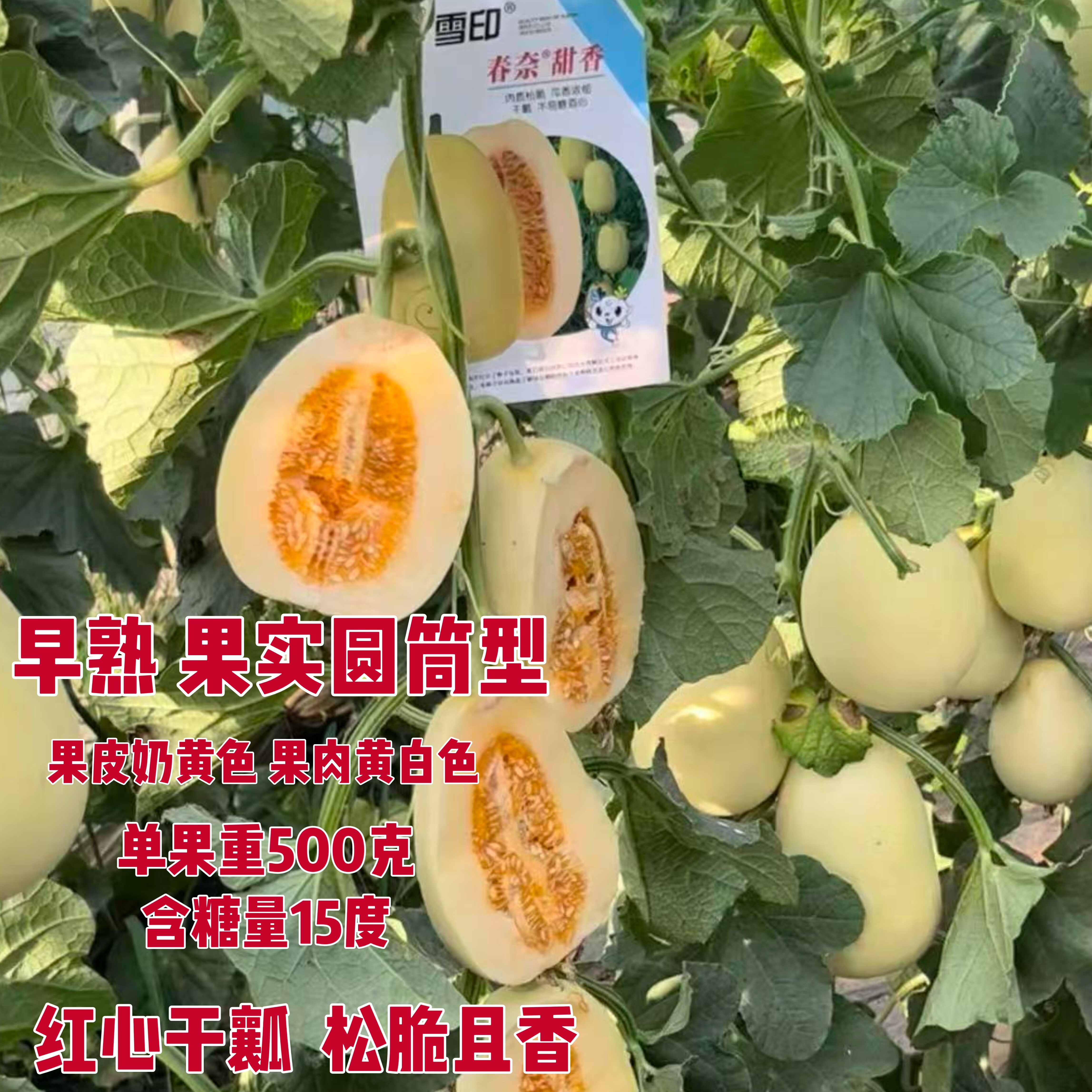 雪印春奈甜香早熟甜瓜种子糖度高不易糖酒心口感香甜松脆甜瓜种子