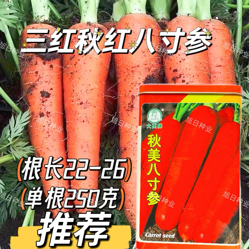 秋妹八寸参胡萝卜种子三红红皮红心胡萝卜种籽农家秋季播蔬菜种孑
