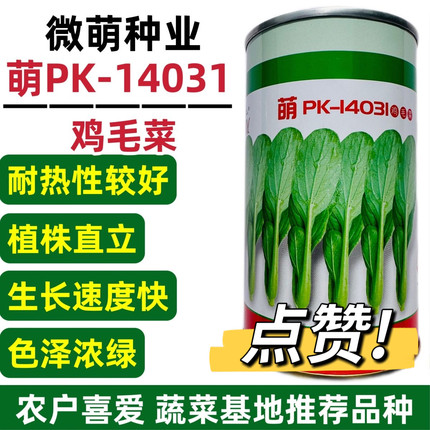 PK-14031鸡毛菜种子耐热耐寒耐抽苔抗病强小白菜种子油菜青菜种籽