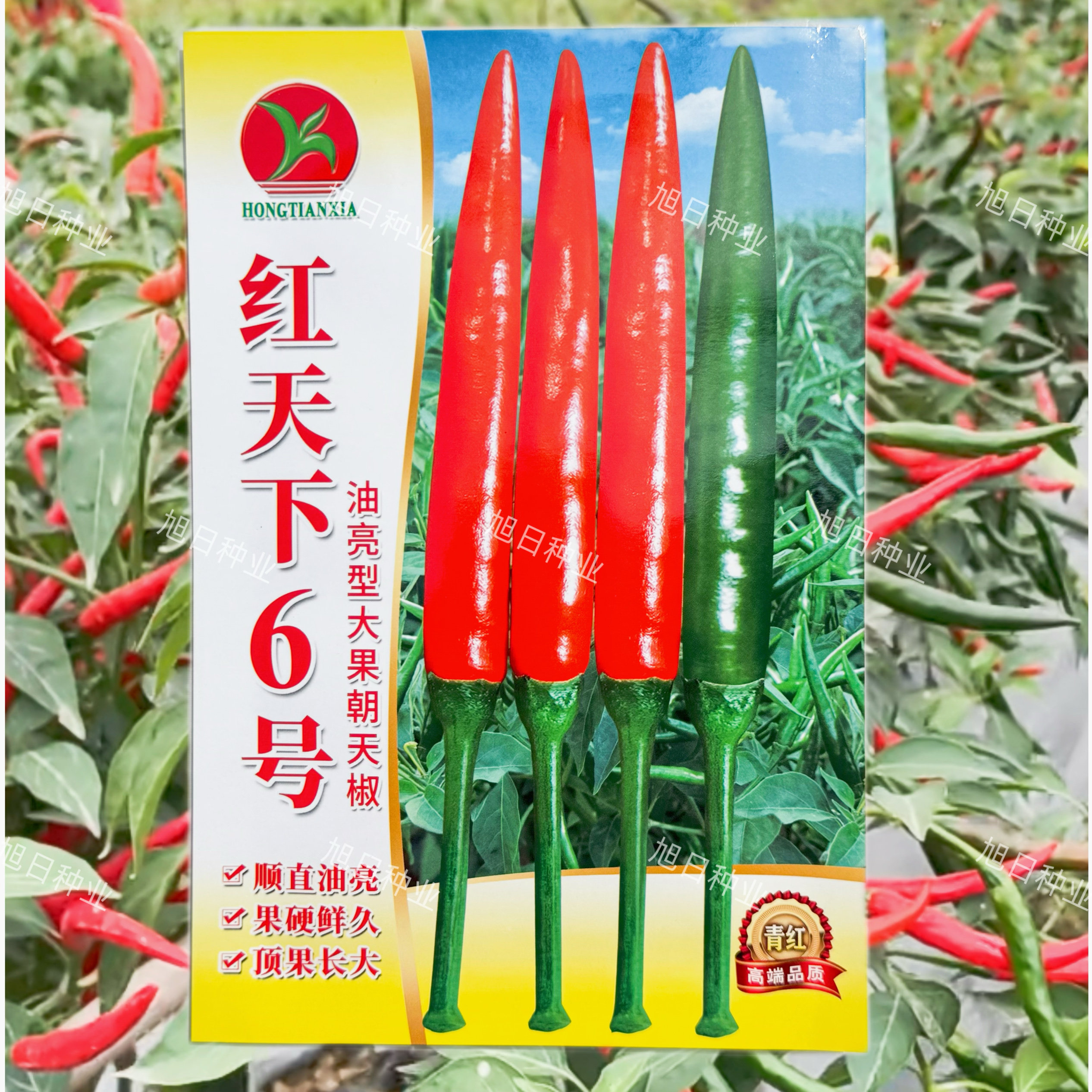 红天下6号辣椒种子大果高产青红两用朝天椒种子大号早熟顺直油亮