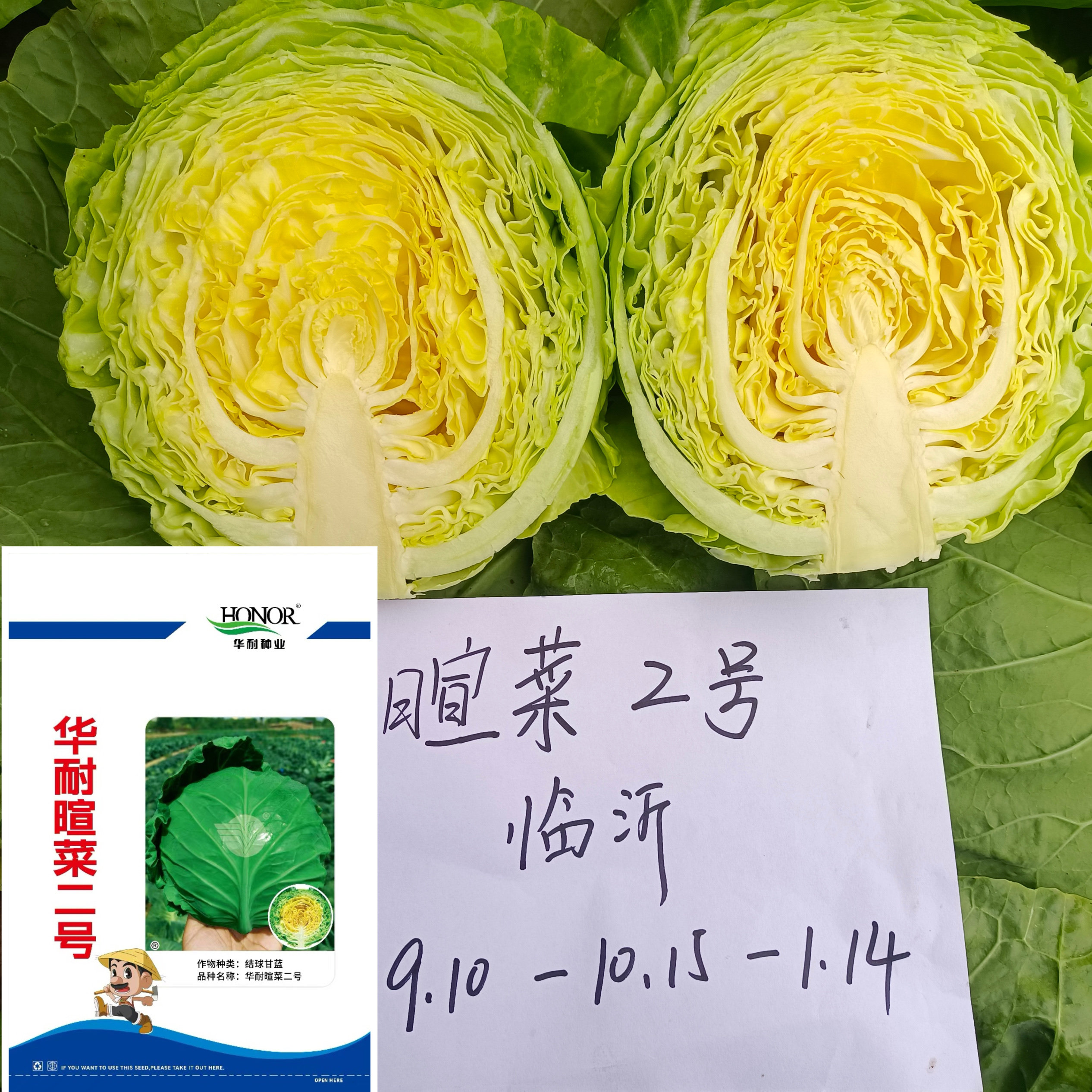 华耐暄菜二号甘蓝种子春秋耐寒型结球甘蓝圆球形大头菜卷心菜种籽