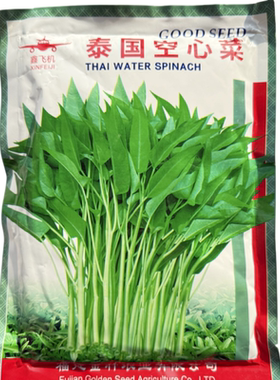 鑫飞机泰国空心菜种子叶片绿色竹叶状旱地水田皆宜南方春夏秋种植