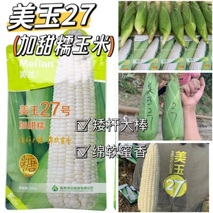 美兰美玉27号甜加糯玉米种子甜味糯白玉米加甜糯早熟矮杆大棒玉米