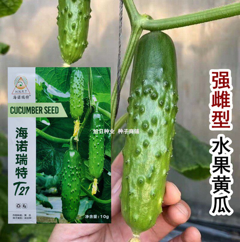 黄瓜种籽子海诺瑞特T21 强雌大刺高产品种基地专用春秋季蔬菜种孑