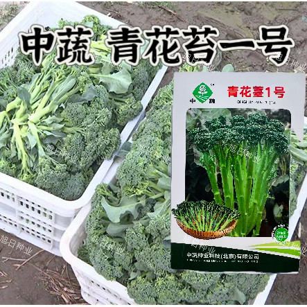 青花薹1号西兰苔种子 春秋西兰薹种子西洋芥兰种子花椰菜口感细腻