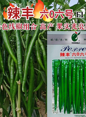 辣丰606号 中早熟高产深绿色线椒组合 植株长势强 果实长羊角型
