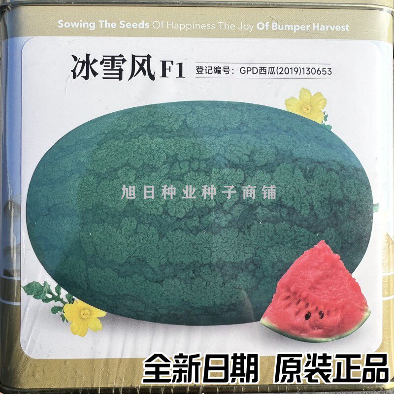 卡其冷雪风大果抗重茬老品种