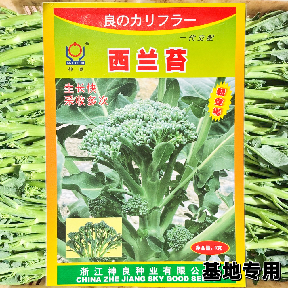 神良绿西兰苔种子 西洋芥兰种子长茎小西兰花 芦笋青花笋秀兰芥蓝