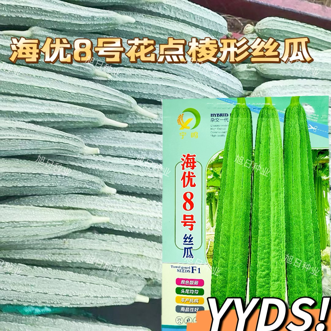 海优8号大花点丝瓜种子耐热丰产长丝瓜种子头尾均匀颜色好看好吃