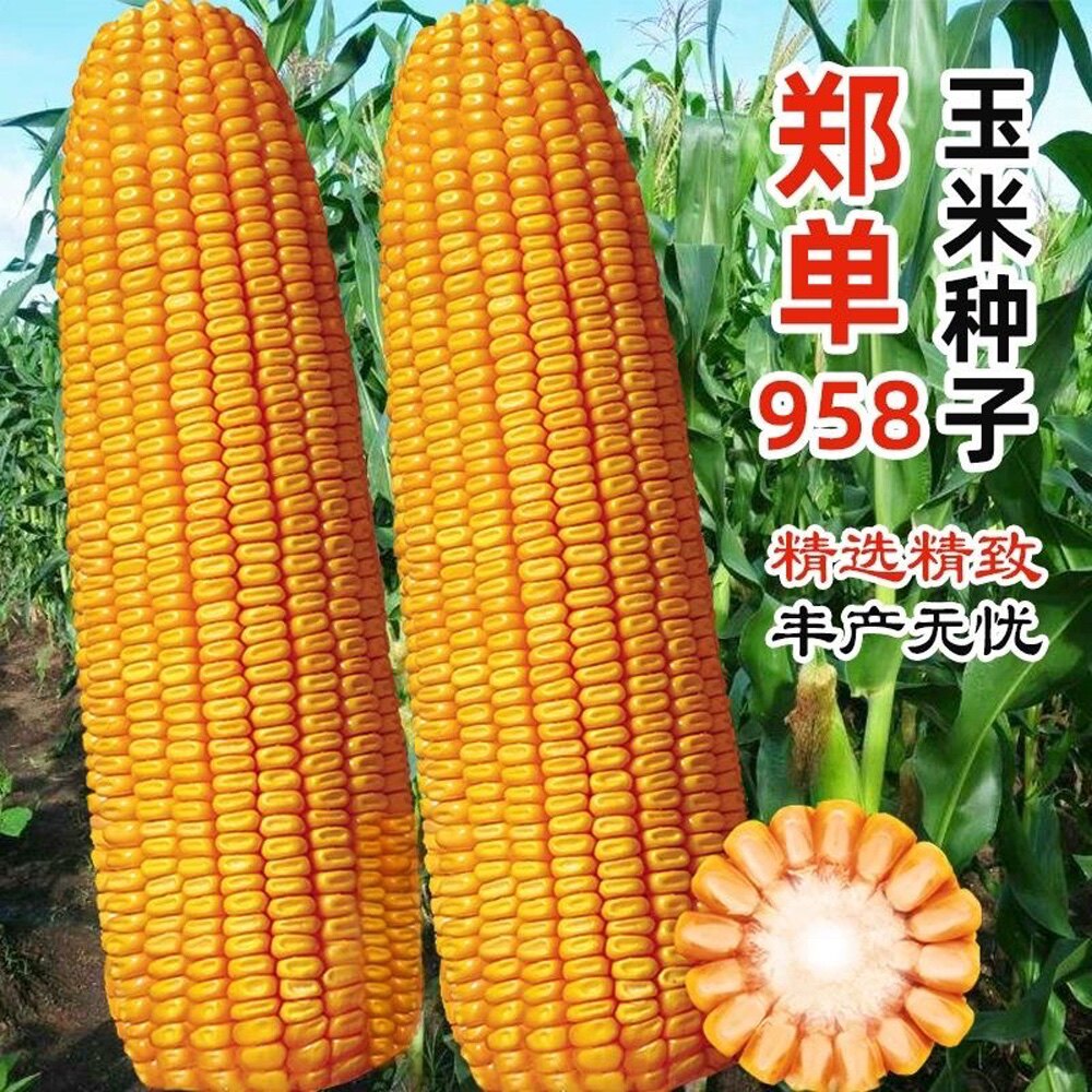 合丰郑单958饲料玉米种子新三系制种农家大田高产矮杆玉米种籽孑图片