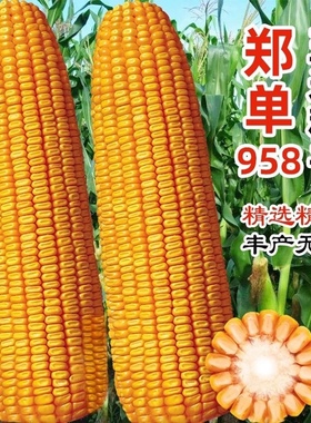 合丰郑单958饲料玉米种子新三系制种农家大田高产矮杆玉米种籽孑