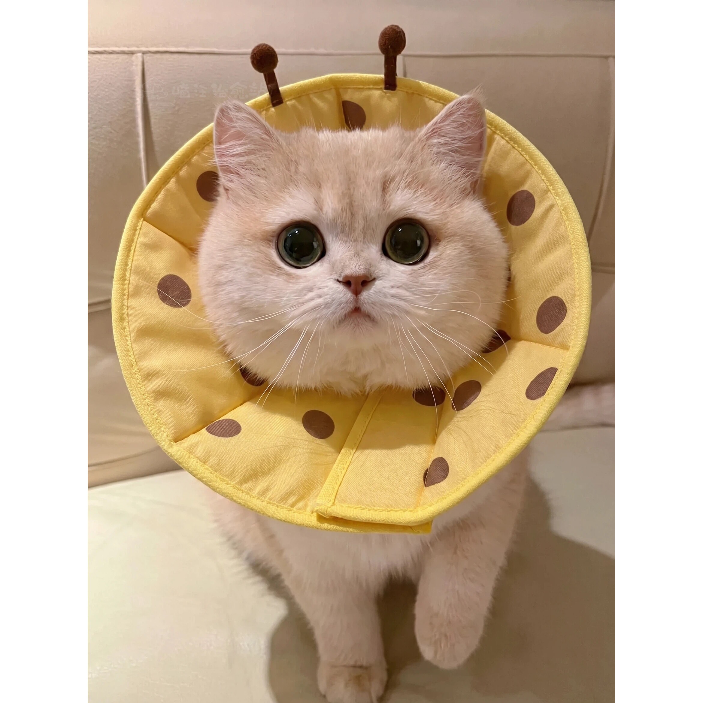伊丽莎白圈猫咪头套宠物软圈防咬小型犬防舔神器绝育项圈可吃饭