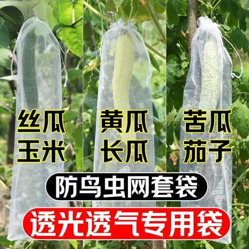 丝瓜黄瓜苦瓜套袋纱袋防