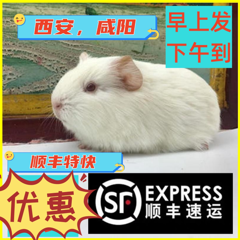自家繁殖宠物荷兰猪活体荷兰鼠豚鼠活物宝宝纯白天竺鼠健康包活