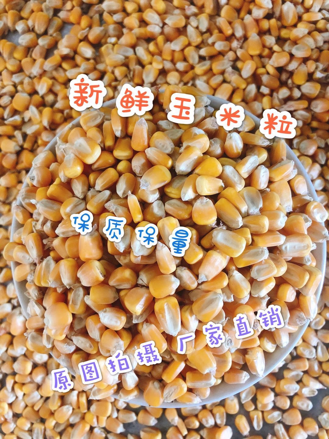 2024粮农家20斤装玉米粒鸽子粮酿酒鸡鸭鹅等饲料打窝喂鱼19省包邮