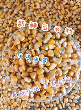 2025粮农家20斤装玉米粒鸽子粮酿酒鸡鸭鹅等饲料打窝喂鱼19省包邮