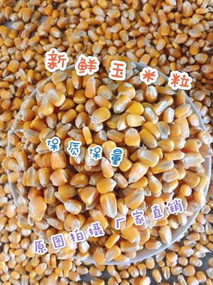 2024粮农家20斤装玉米粒鸽子粮酿酒鸡鸭鹅等饲料打窝喂鱼19省包邮