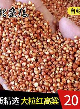 2025带皮大粒红高粱20斤未脱皮大粒红高粱酿酒高粱喂鸽子