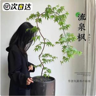造型黄金流泉枫盆栽客厅室内大型绿植禄植落地真树蓝花楹四季好养