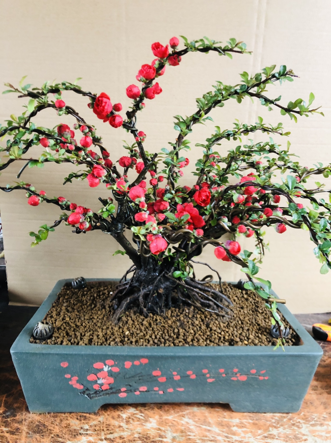 海棠花盆栽原生长寿冠绿宝石盆景重瓣阳台庭院室内花卉四季海棠花