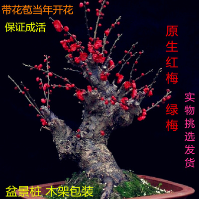 原生梅花耐寒室内阳台盆栽